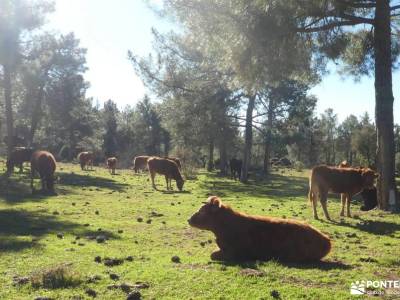 Ruta Pre-Nochebuena - Atalayas del Valladal; viajes y rutas senderos y caminos actividades de ocio e